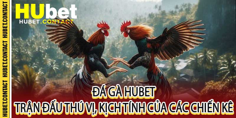 Đá Gà Hubet
